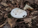 Amanita canescens image