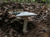 Amanita canescens image