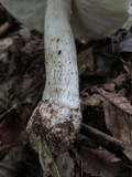 Amanita canescens image