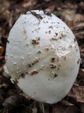Amanita canescens image