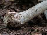 Amanita canescens image
