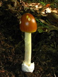 Amanita banningiana image