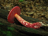 Boletus frostii image