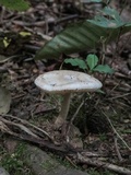 Amanita pseudovolvata image