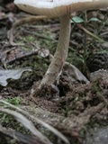 Amanita pseudovolvata image
