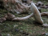 Amanita pseudovolvata image