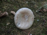 Amanita pseudovolvata image