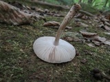 Amanita pseudovolvata image