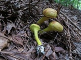 Pulveroboletus ravenelii image