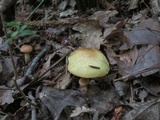 Suillus hirtellus image