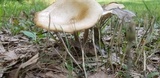 Melanoleuca alboflavida image