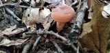Lactarius volemus image