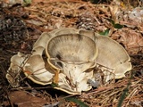 Meripilus sumstinei image