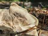 Meripilus sumstinei image