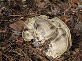 Meripilus sumstinei image