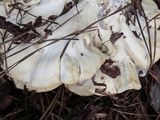 Meripilus sumstinei image