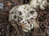 Meripilus sumstinei image
