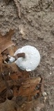 Hypomyces microspermus image