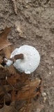 Hypomyces microspermus image