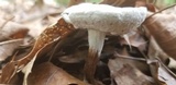 Hypomyces microspermus image