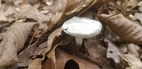 Hypomyces microspermus image