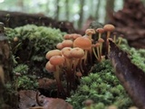 Xeromphalina kauffmanii image