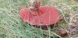 Butyriboletus frostii image