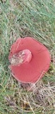 Butyriboletus frostii image