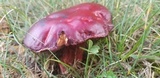 Butyriboletus frostii image
