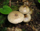 Gliophorus irrigatus image