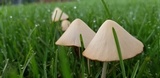 Conocybe apala image