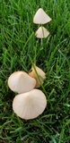 Conocybe apala image