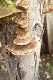 Coriolopsis gallica image