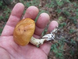 Leccinum longicurvipes image