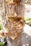 Coriolopsis gallica image