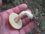 Leccinum longicurvipes image