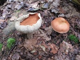 Leccinum vulpinum image