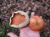 Leccinum vulpinum image