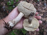 Leccinum vulpinum image