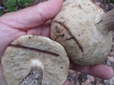 Leccinum vulpinum image