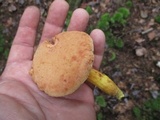 Phylloporus rhodoxanthus image