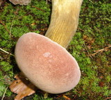 Tylopilus rubrobrunneus image