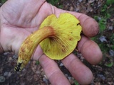 Phylloporus rhodoxanthus image