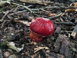 Butyriboletus frostii image