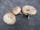 Suillus acidus image