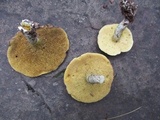 Suillus acidus image