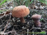 Laccaria trullisata image