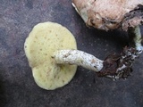 Suillus acidus image