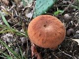 Laccaria trullisata image