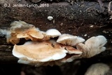 Crepidotus malachius image